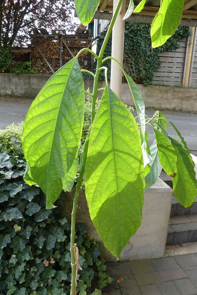 Avocado Pflanze 1,73 cm nur ABHOLUNG!! in Hachenburg