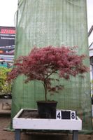 Acer palmatum ´Inaba Bhidare´ Ahorn Ahornwochen Sonderpreis Hessen - Dietzhölztal Vorschau