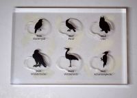 Acrylbox für Münzserie heimische Vögel ohne Münzen Brandenburg - Potsdam Vorschau