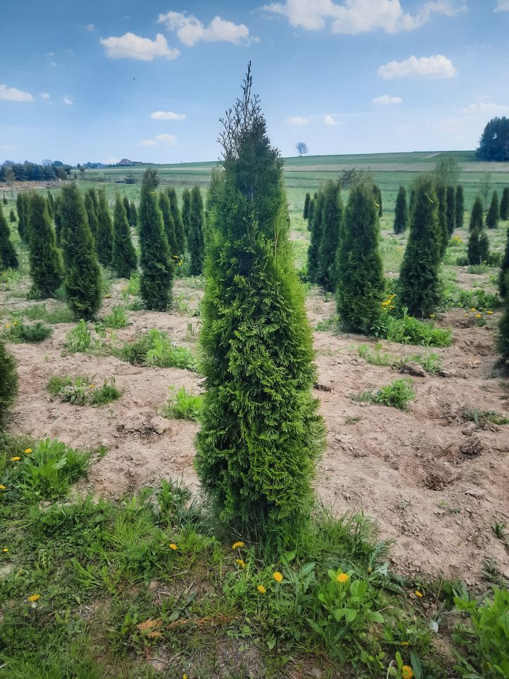 LEBENSBAUM THUJA SMARAGD BRABANT TOP HECKPFLANZEN in Würzburg