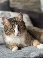 Katze Nala vermisst in Euskirchen Nordrhein-Westfalen - Euskirchen Vorschau