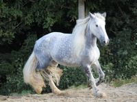 Traumstute zum Entschleunigen: Shire Horse Stute Calypso Bayern - Bad Füssing Vorschau