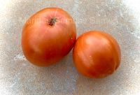 Tomatensamen Schwarzwälder Erdbeere Stabtomate Fleischtomate Nordrhein-Westfalen - Königswinter Vorschau