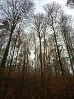 Wald zu kaufen gesucht Bayern - Burgebrach Vorschau