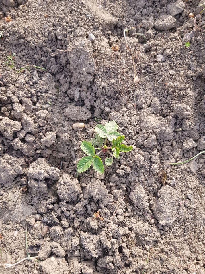 5 Erdbeerpflanzen / Walderdbeeren aus Bio Garten in Leipzig