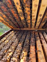 Bienenvölker Bienen auf Zander Maß (ohne Beute) Baden-Württemberg - Gaggenau Vorschau