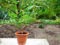 Kiwi Hayward , 2 jährige kräftige Sämlings Pflanze Baden-Württemberg - Obersulm Vorschau