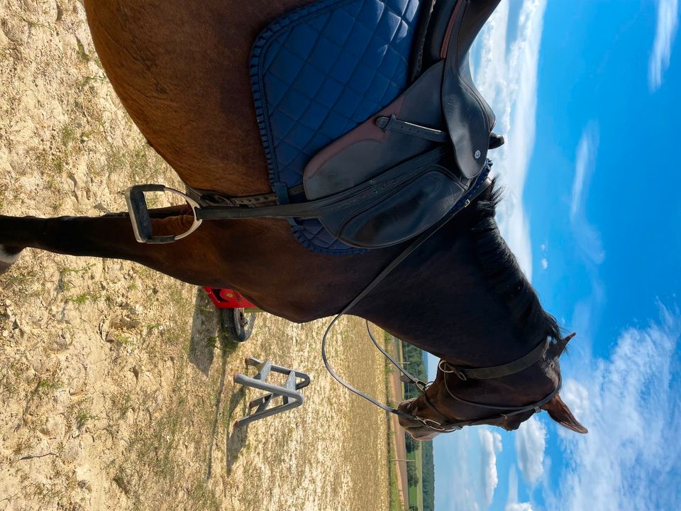 Reitbeteiligung auf dem Bauernhof in Brakel