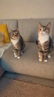 Geschwister Katzen suchen liebevolles Zuhause Brandenburg - Ziesar Vorschau