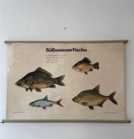 DDR Schulrollkarte Fisch Güstrow - Landkreis - Güstrow Vorschau