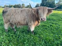 Highland Cattle, Schottisches Hochlandrind Färsen Schleswig-Holstein - Armstedt Vorschau
