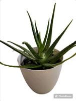 Echte Aloe - echte Zimmerpflanze, Aloe vera - verschiedene Größen Bayern - Michelsneukirchen Vorschau