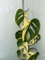 Monstera Adansoni Variegata/Aurea Baden-Württemberg - Plochingen Vorschau