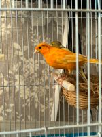 2 kanarvögeln zum verkaufen Schwerin - Zippendorf Vorschau