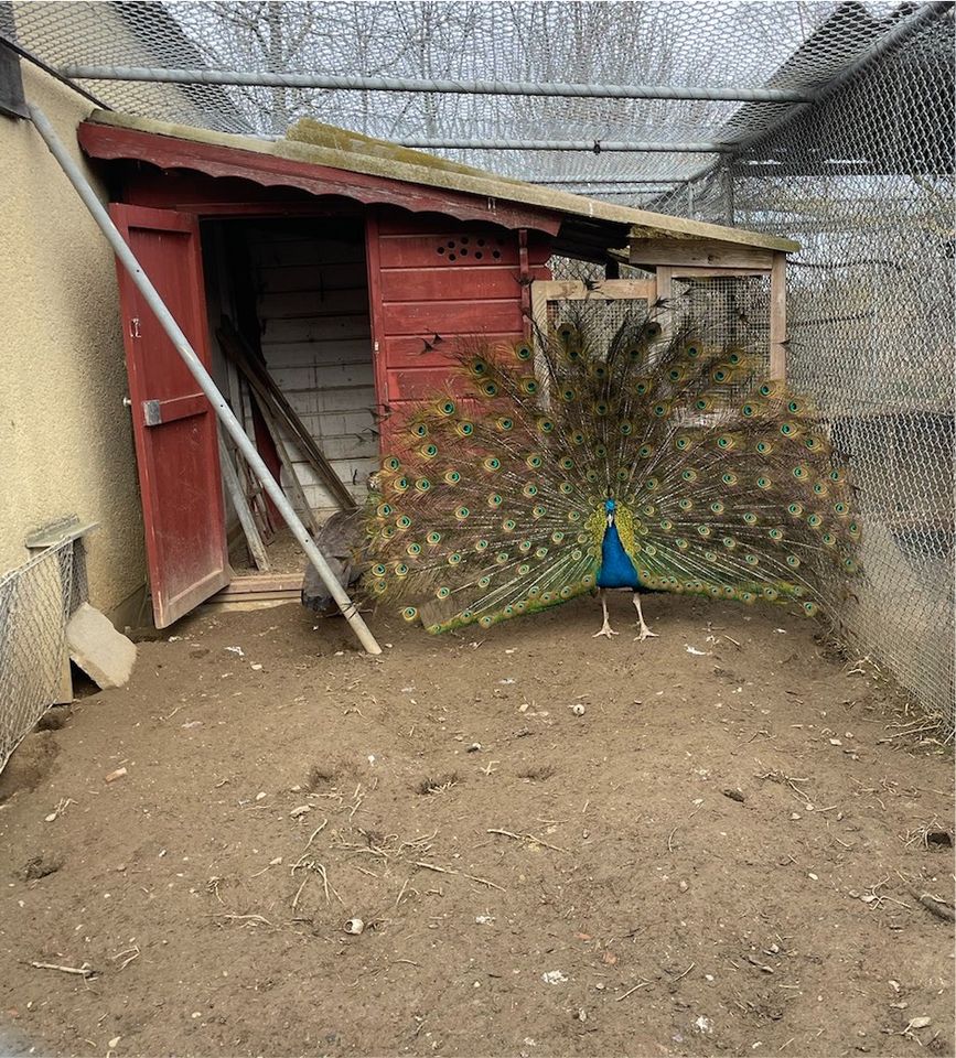 Blauer Pfau Hahn aus Naturbrut von Juli 2022 in Ludwigsburg