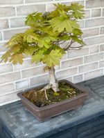 Bonsai, Ahorn, TOP Zustand, ca. 35 Jahre alt Schleswig-Holstein - Neumünster Vorschau