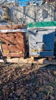 (NUR ANRUFE) Carnica Bienen GÜNSTIG zu verkaufen MIT BIENENSTOCK Nordrhein-Westfalen - Düren Vorschau