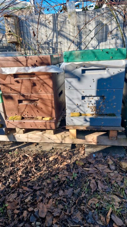 (NUR ANRUFE) Carnica Bienen GÜNSTIG zu verkaufen MIT BIENENSTOCK in Düren