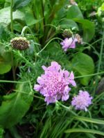 Tauben-Skabiose 'Pink Mist' Dauerblüher Scabiosa columbaria Hessen - Liebenau Vorschau