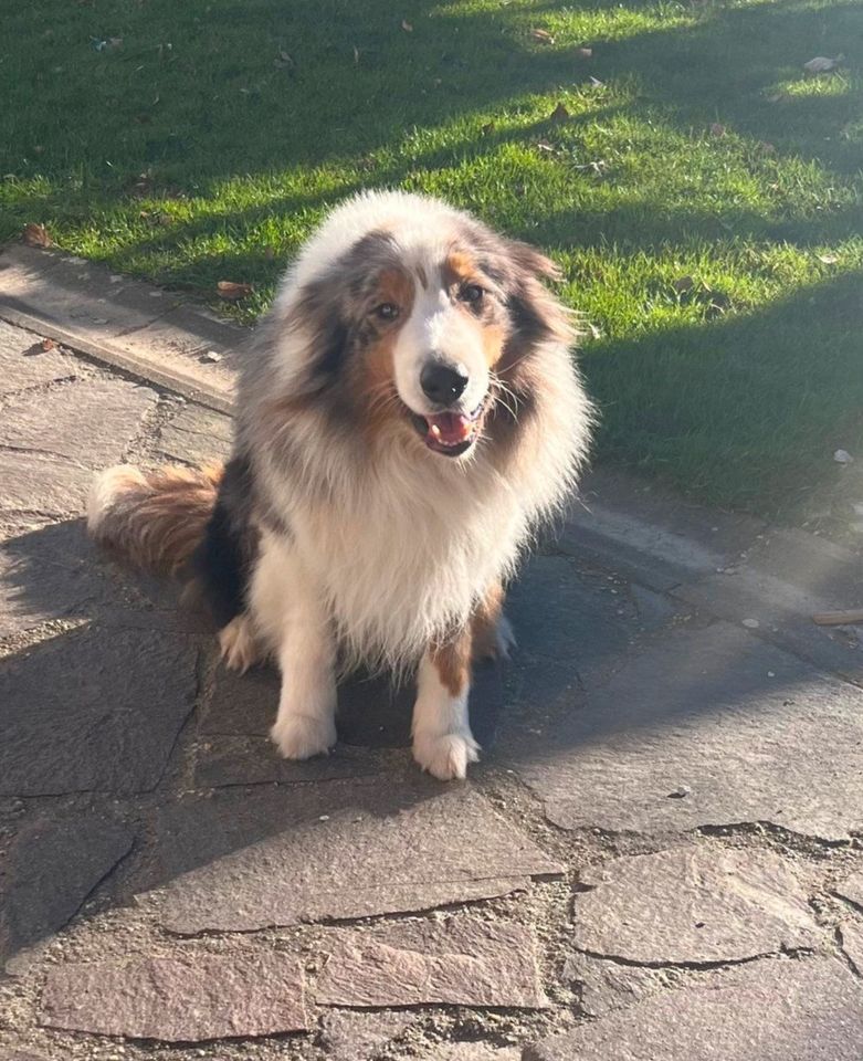 Australian Shepherd, Rüde, Aussie in Mitterfels