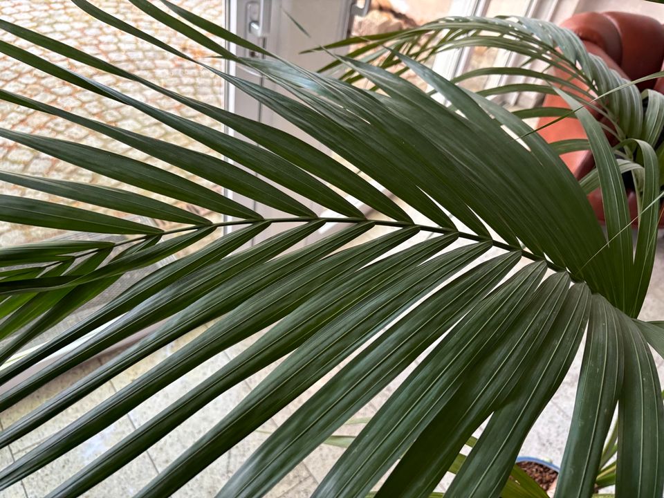 Kentia-Palme 1,80m in Hydrokultur im edlen Keramik Kübel Übertopf in Bielefeld