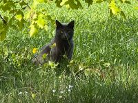 SIMBA ist verschwunden Niedersachsen - Dedelstorf Vorschau