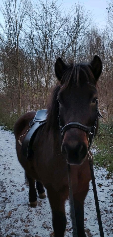 Isländer Wallach in liebe Hände zu verkaufen in Saarbrücken