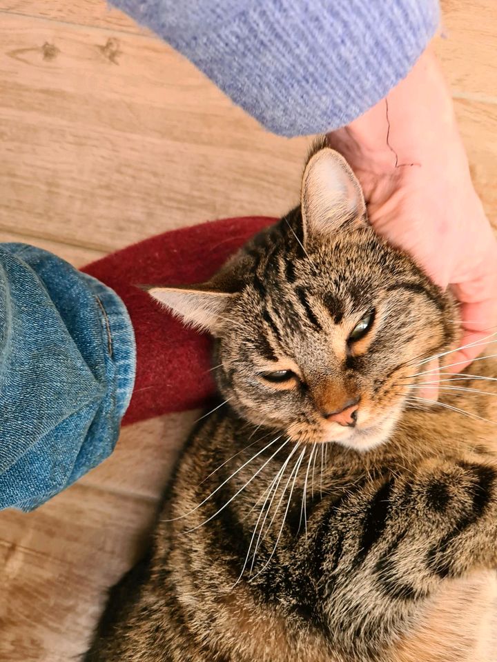 Katze vermisst in Oersdorf bei Neumünster