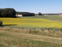 Bio Sonnenblumenkerne, Sonnenblumen, Vogelfutter Öl Bayern - Hemau Vorschau