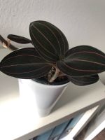 z.Z. nicht verf. Juwelorchidee Ludisia discolor black rote Venen Nordrhein-Westfalen - Much Vorschau