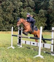 Reitbeteiligung / zur Verfügung: Pony -Lehrmeister Niedersachsen - Neuenkirchen (Altes Land) Vorschau