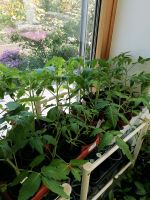 Schöne Tomaten, Paprika und Peperoni Pflanzen Bayern - Bellenberg Vorschau