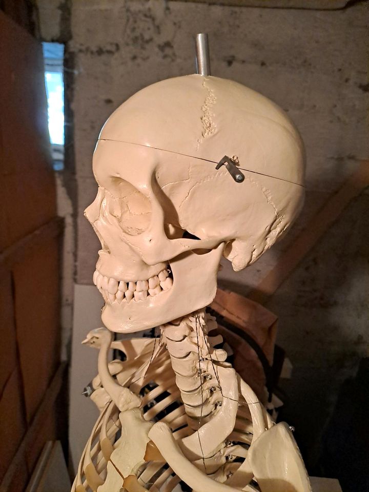 Skelett mit Ständer in Mainz