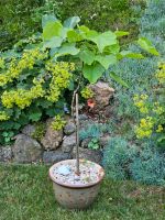 Trompetenbaum (Catalpa bignonioides) Bayern - Fürstenzell Vorschau