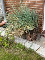 Strandroggen Dünengras - Strandfeeling pur Wandsbek - Hamburg Bergstedt Vorschau