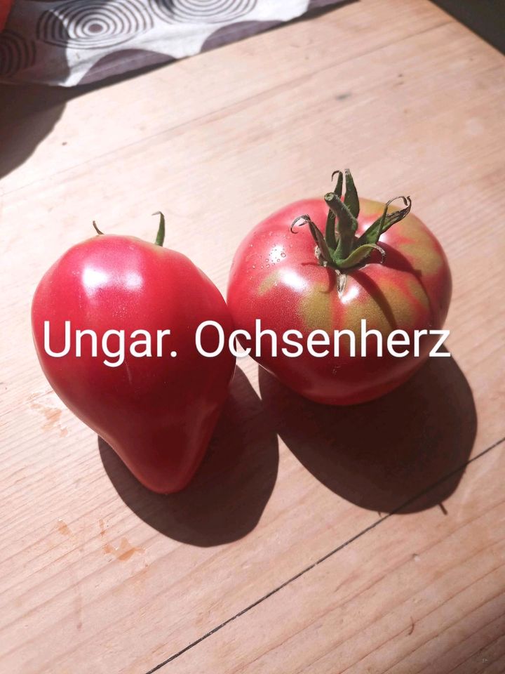 Tomatenpflanzen versch. Sorten 0,50 € in Triftern