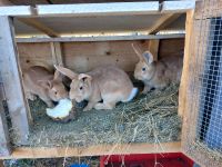 Kaninchen Hasen Rote Burgunder rote Neuseeländer Thüringen - Friedrichroda Vorschau