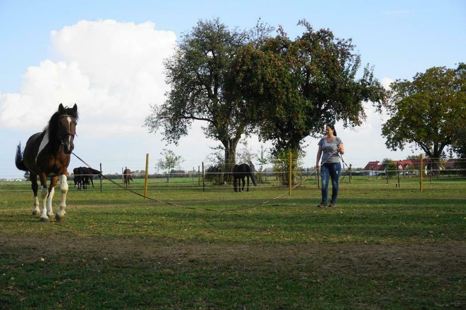 Pferdestall Pferdebox Koppeln Weidehütte in Lauingen a.d. Donau