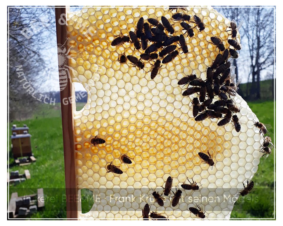Lederbalsam 100 ml mit Bienenwachs aus eigener Imkerei in Bassum