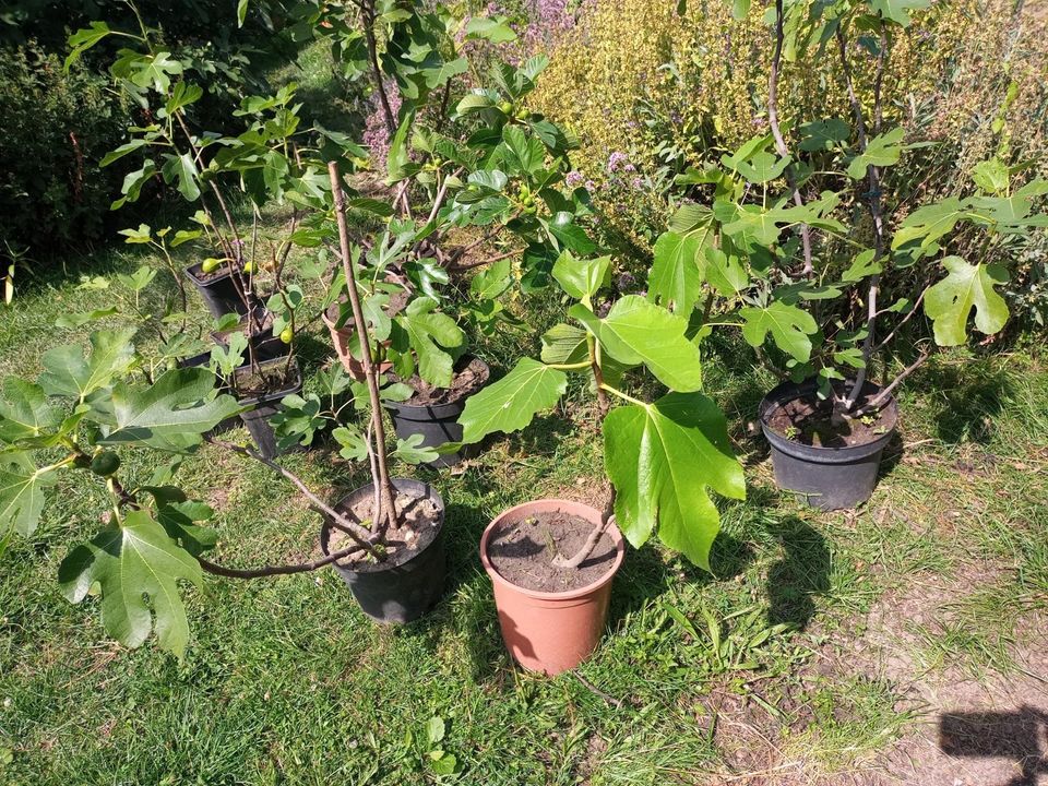 Feigenbaum, feigen, unterschiedliche Sorten und Avocado Pflanzen in Coppenbrügge