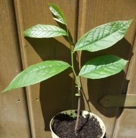 Asimina triloba  15-30cm ,Indianerbanane , Dreilappige Paupau Bayern - Jettingen-Scheppach Vorschau