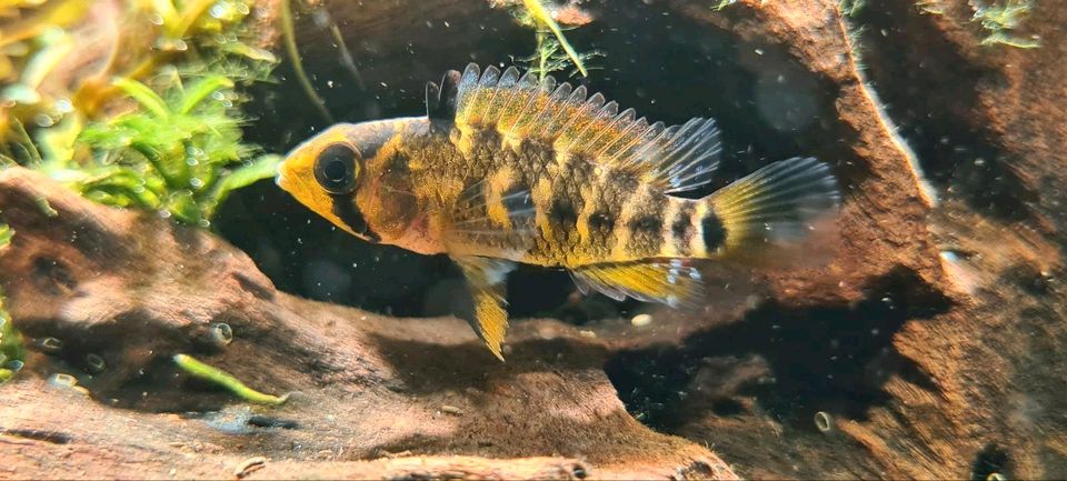 Apistogramma spec. Alto Tapiche in Eschborn