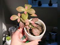 Fittonia verschaffeltii rosa Kreis Pinneberg - Uetersen Vorschau