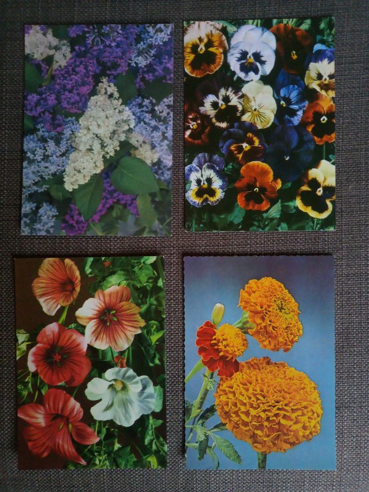 Florale Fotopostkarten Blumen *DDR*unbeschrieben in Dresden