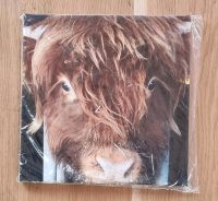 Bild Foto auf Leinwand 30 x 30 Esel oder Highland Rind Stier Kuh Hessen - Kassel Vorschau