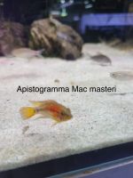 Apistogramma MacMasteri, Zwergbuntbarsch Nordrhein-Westfalen - Mönchengladbach Vorschau