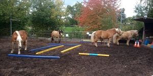 Gutaussehender, ausgeglichener Isländer-Haflinger Mix und seine H in Fellbach