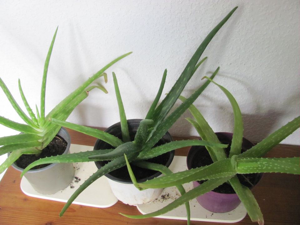 3 x Aloe Vera Zierpflanze + Heilpflanze in Troisdorf