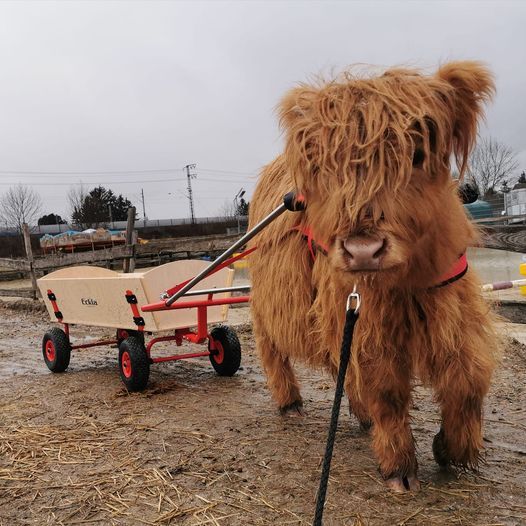 Hundewagen Komplett mit Geschirr, Bollerwagen, Anleitung 100 cm in Wallersdorf