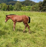 Schicker Quarter Horse Hengst mit viel Reining Potenzial Baden-Württemberg - Hardt Vorschau